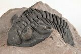 Metacanthina Trilobite - Lghaft, Morocco #204160-1